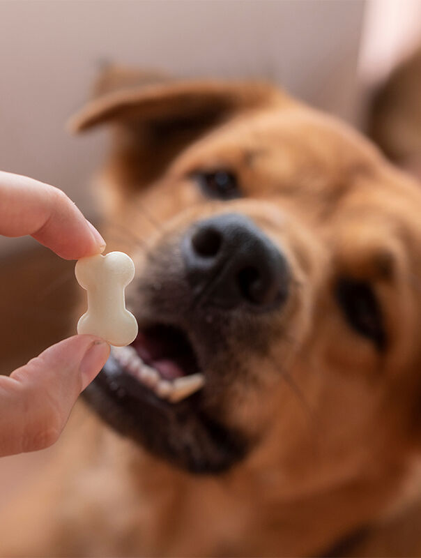hand feeding bone-shaped supplement to dog